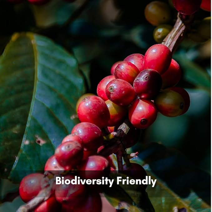 Wine Fermented Coffee Beans
