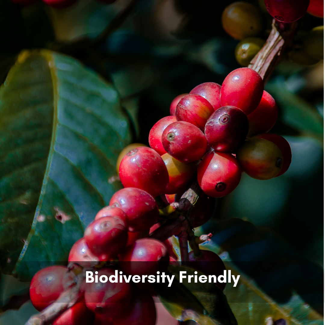 Honey Sun Dried Roasted Coffee Beans