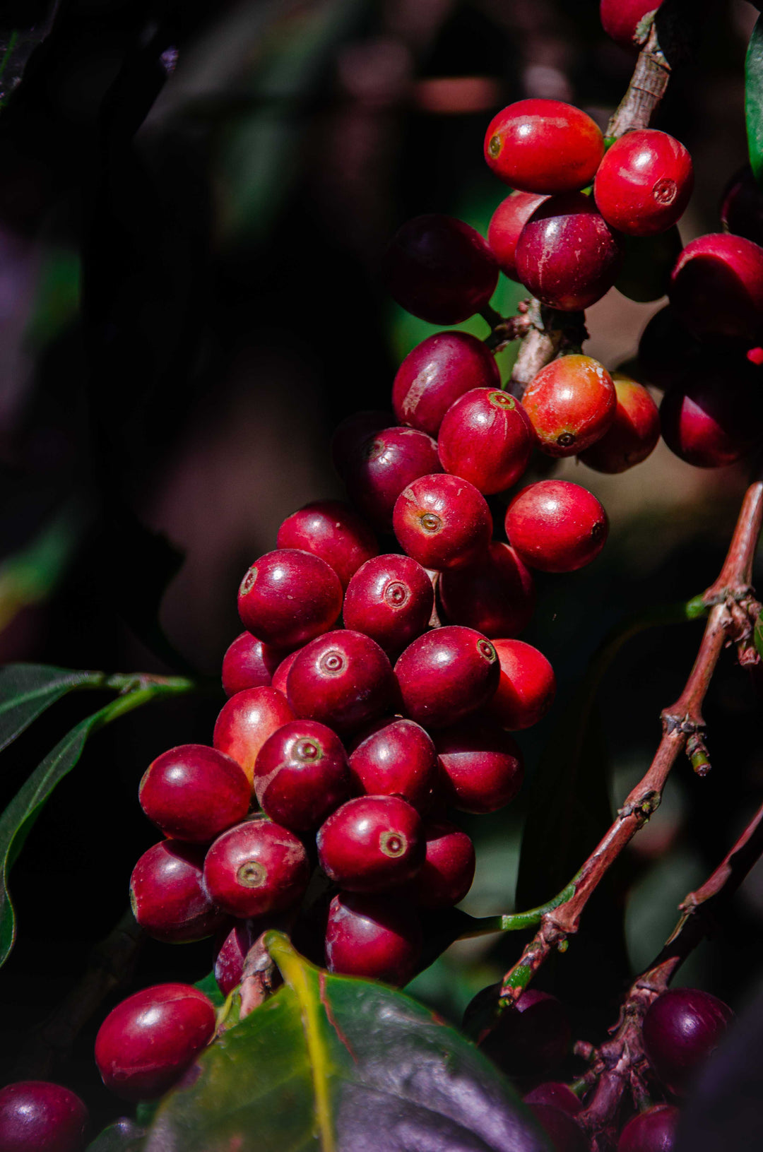 Decaffeinated Roasted Coffee Beans Sample Packet