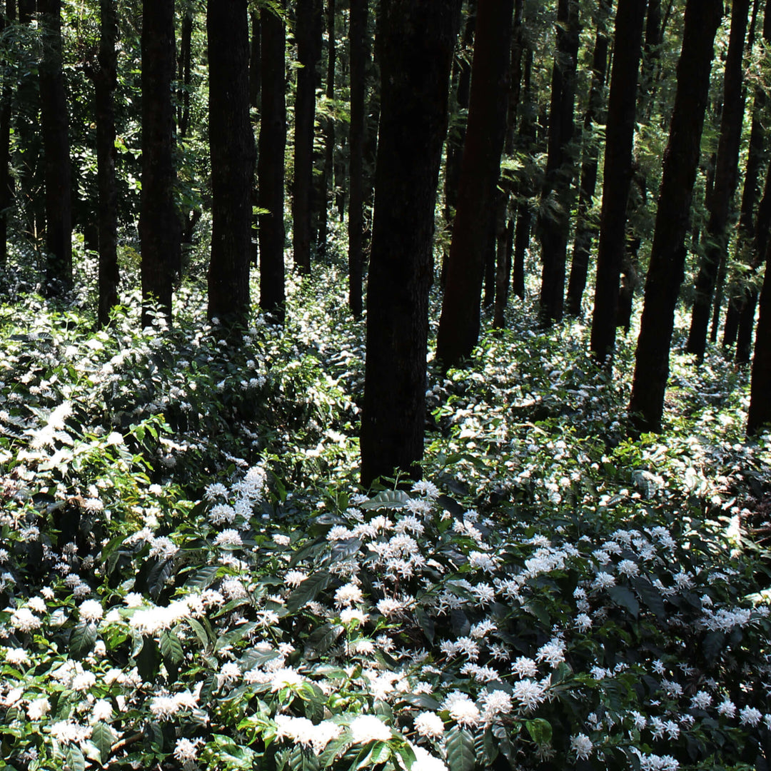 Blend Bhoomi / ಬ್ಲೆಂಡ್ ಭೂಮಿ / ब्लेंड भूमि