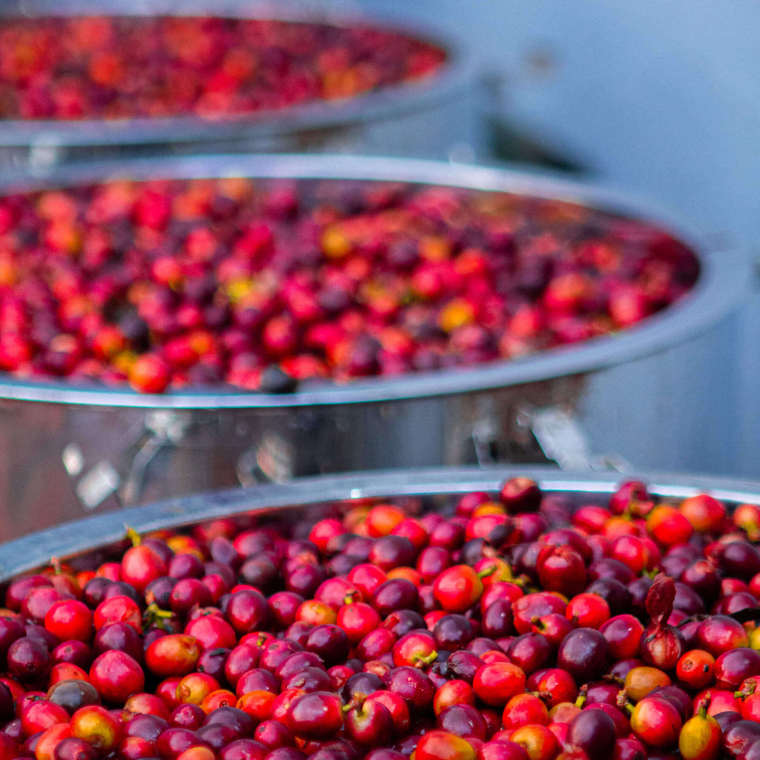 Naturals Roasted Coffee Beans Sample Packet