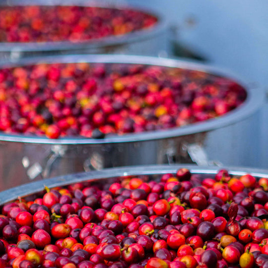 Naturals Roasted Coffee Beans Sample Packet